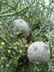 Cupressus glabra Blue Ice — photo 3