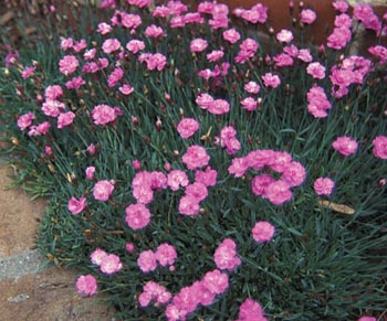 Dianthus gratianopolitanus Tiny Rubies — photo 1