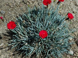 Dianthus Frosty Fire — photo 1