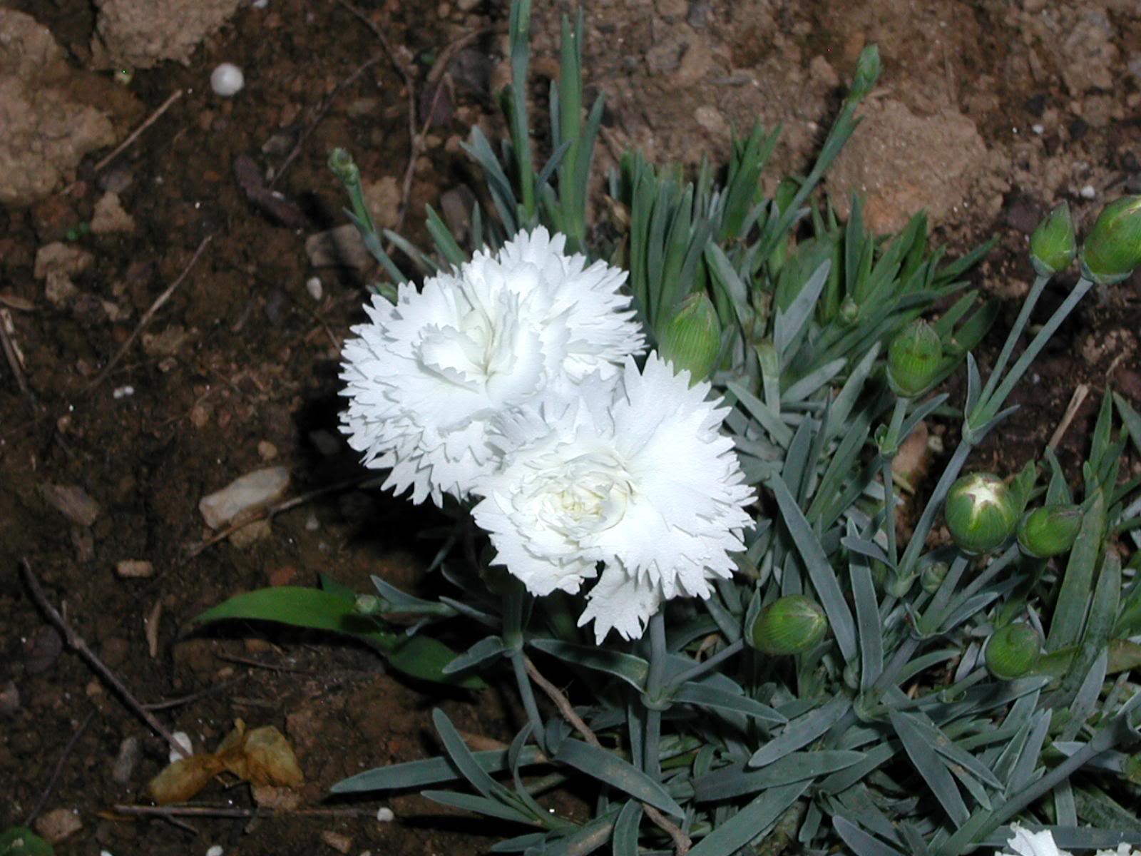 Dianthus Arctic Star