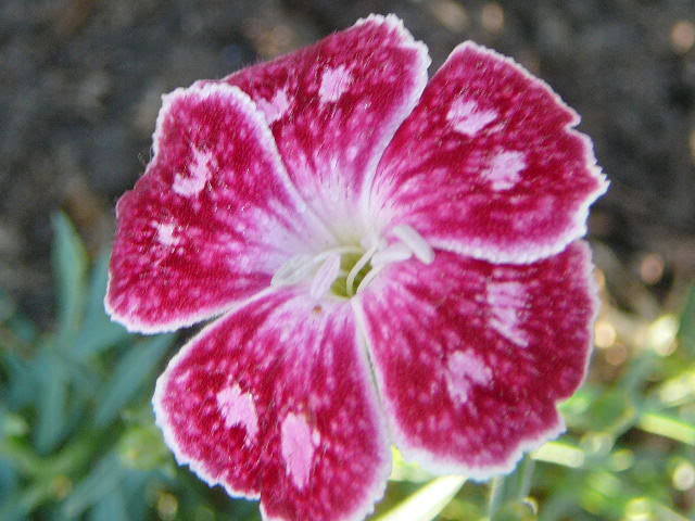 Dianthus Double Spotty