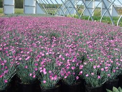 Dianthus Firewitch — photo 1
