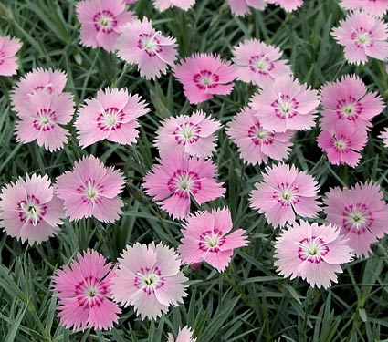 Dianthus gratianopolitanus 'Bewitched'