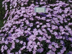 Dianthus gratianapolitanus Baths Pink — photo 1