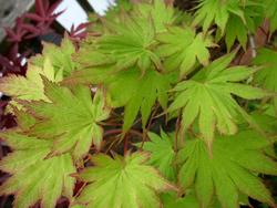 Acer shirasawanum 'Palmatifolium' — photo 1