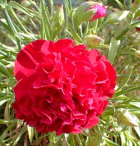 Dianthus plumarius Desmond — photo 1