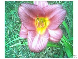 Hemerocallis 'Raspberry Pixie — photo 1