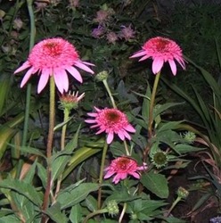 Echinacea Razzmatazz — photo 1