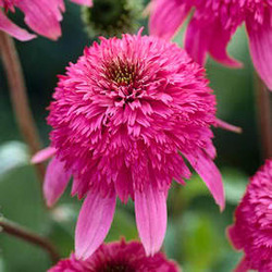 Echinacea Razzmatazz — photo 2