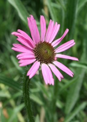 Echinacea Rocky Top