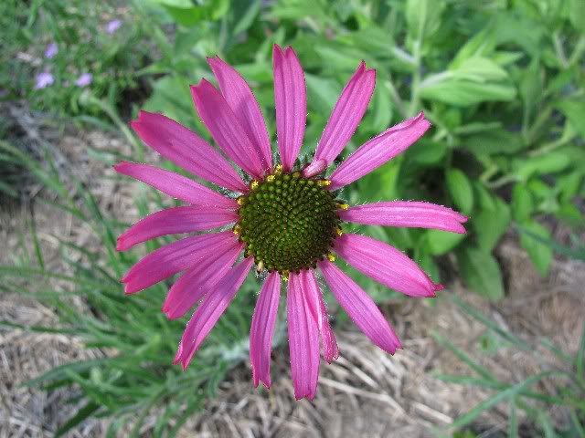 Echinacea tennesseensis