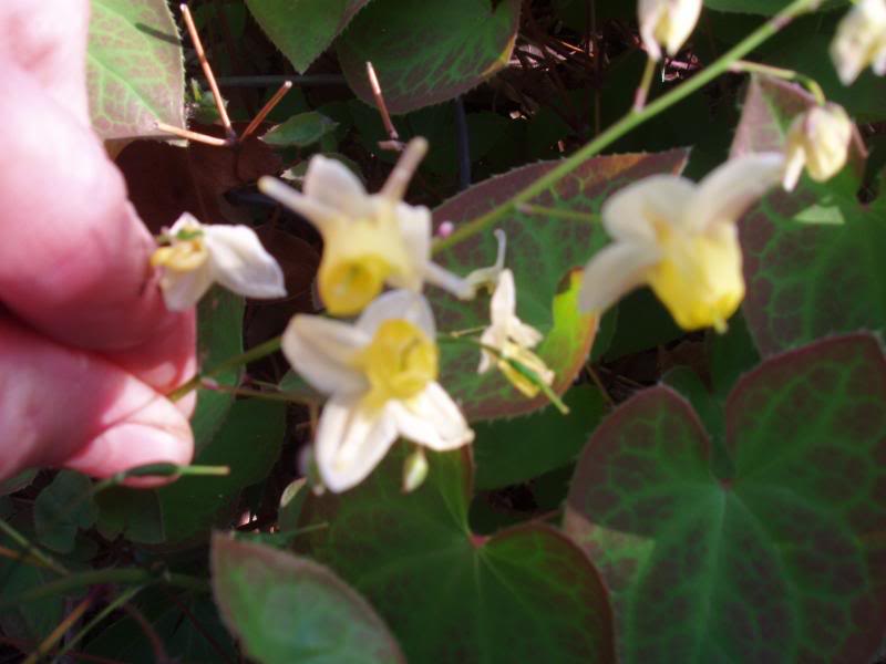 Epimedium Versicolor 'Sulphureum'