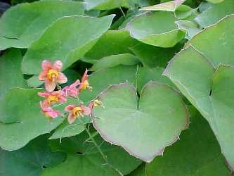 Epimedium x warleyense