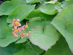 Epimedium x warleyense — photo 1