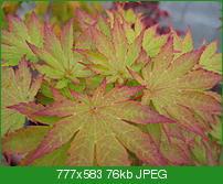 Acer sieboldianum — photo 1