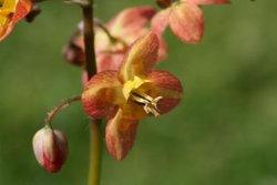 Epimedium x warleyense — photo 2