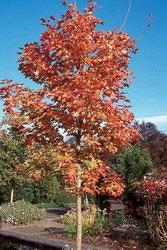 Acer truncatum 'Pacific Sunset' — photo 1
