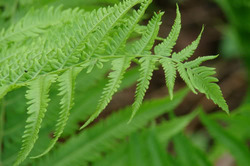 Matteuccia struthiopteris — photo 3