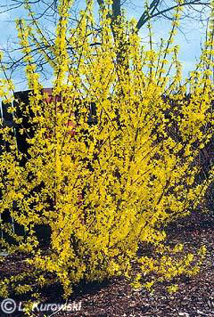 Forsythia intermedia Goldzauber — photo 1