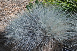 Festuca glauca Elijah Blue — photo 2