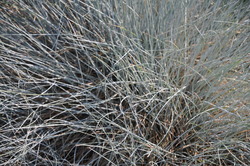 Festuca glauca Elijah Blue — photo 3