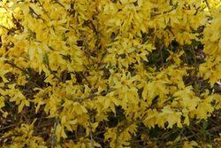 Forsythia hybrid Courtesol — photo 1