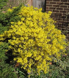 Forsythia x intermedia 'Gold Tide' — photo 1