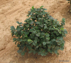 Fothergilla gardenii — photo 1