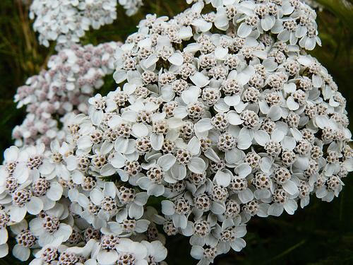 Achillea Borealis — photo 1