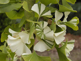 Ginkgo biloba 'Windover Gold'