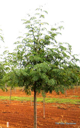 Gleditsia tri. var. inermis 'Skyline' — photo 3