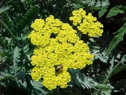 Achillea 'Moonshine' — photo 1