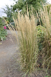 Grass Cal. Overdam Var. Feather Reed — photo 2