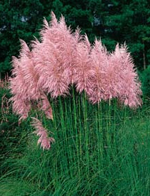Cortaderia selloana 'Carminea Rendatleri' — photo 1