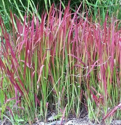 Imperata cylindrica — photo 1