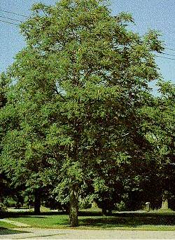 Gymnocladus dioicus Prairie Titan