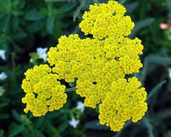 Achillea 'Moonshine' — photo 2