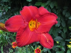 Hemerocallis 'Chicago Apache' — photo 1