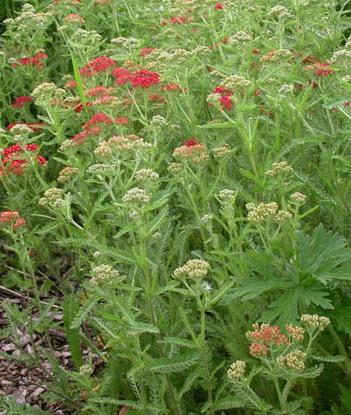 Achillea 'Paprika' — photo 1