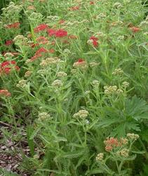 Achillea 'Paprika' — photo 1