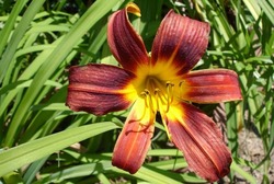 Hemerocallis 'Prairie Blue Eyes' — photo 2