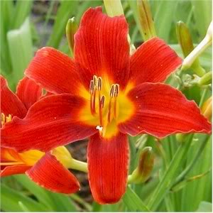 Hemerocallis 'Ming Toy' — photo 1