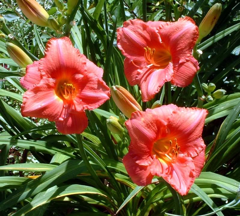 Hemerocallis 'South Seas' — photo 1
