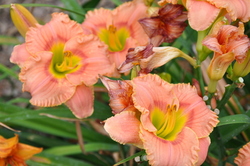 Hemerocallis 'Strawberry Candy' — photo 1