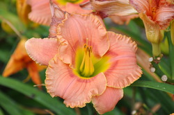 Hemerocallis 'Strawberry Candy' — photo 2