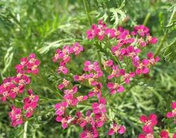 Achillea 'Red Beauty'' — photo 1