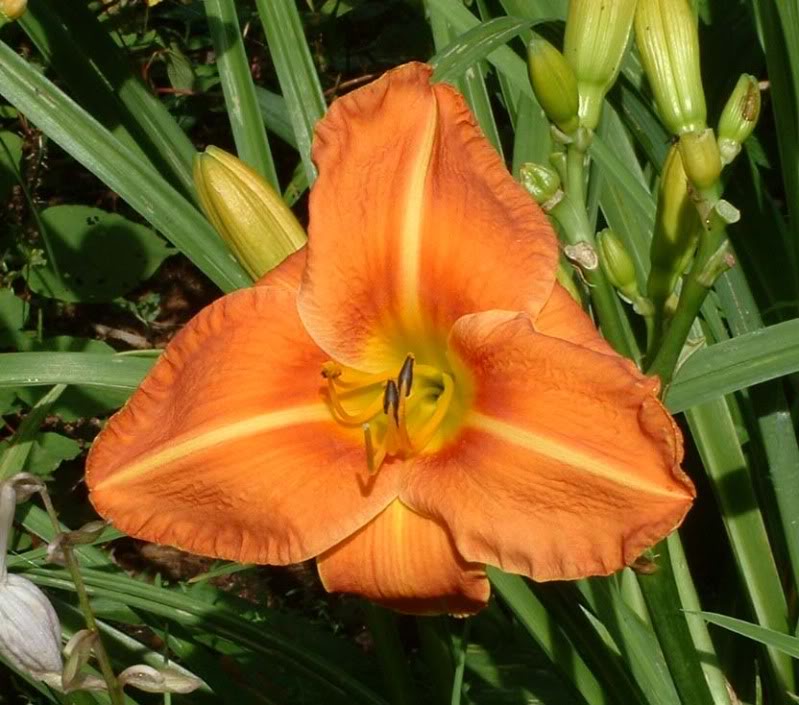 Hemerocallis 'Tigress' — photo 1