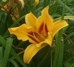 Hemerocallis Bonanza — photo 1