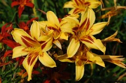 Hemerocallis Bonanza — photo 2