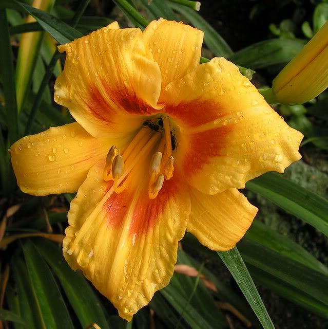 Hemerocallis Black Eyed Stella' — photo 1